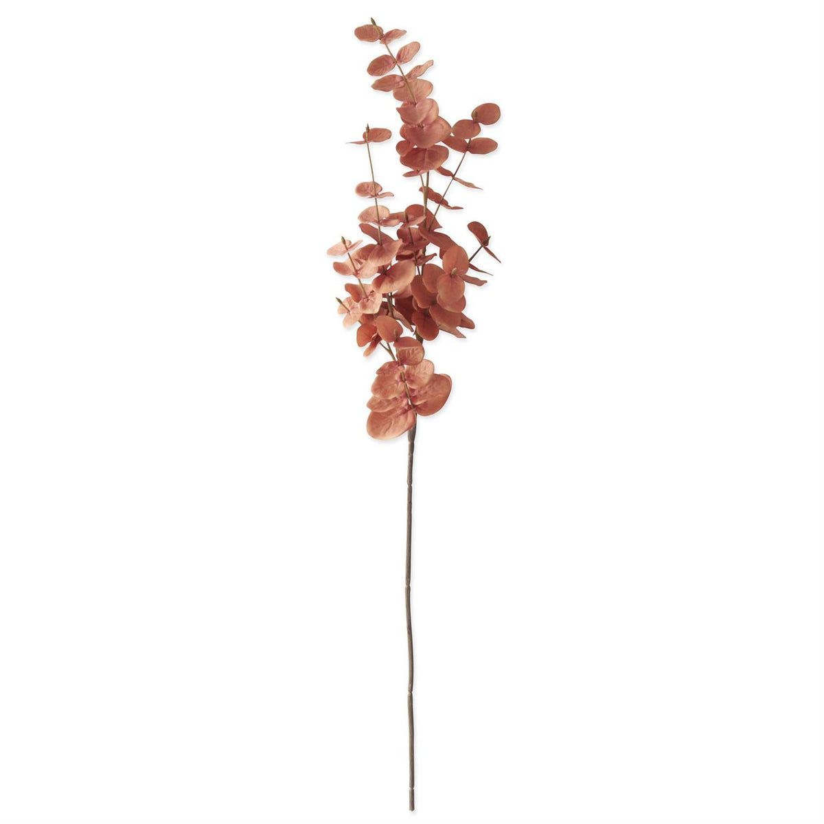 Orange Eucalyptus Stem
