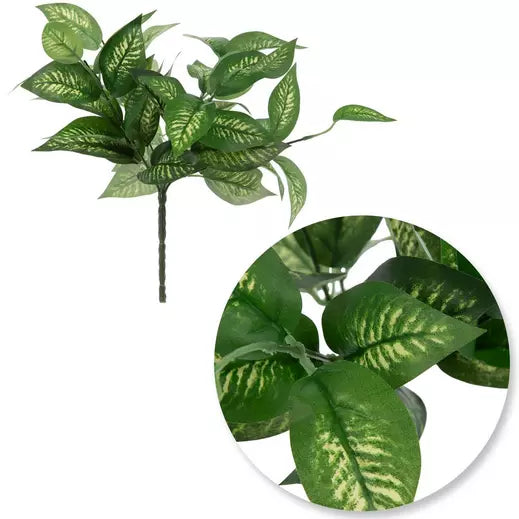 Dieffenbachia Bush 7 Inch