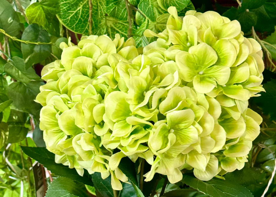 20.5 Inch Green Hydrangea Bush