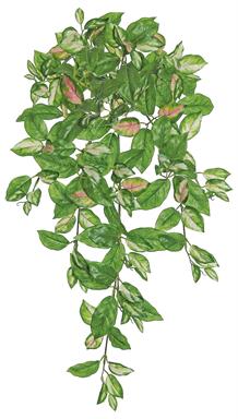 HOYA BUSH/VINE X9, 31"; GREEN/PINK