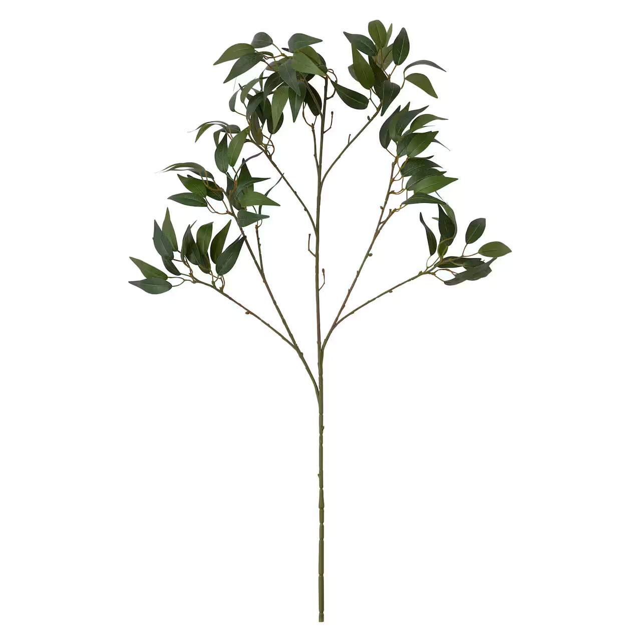 Osmanthus Stem