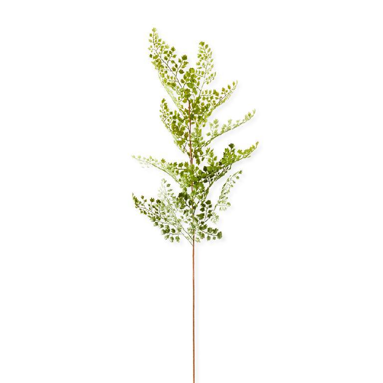 Maidenhair Fern