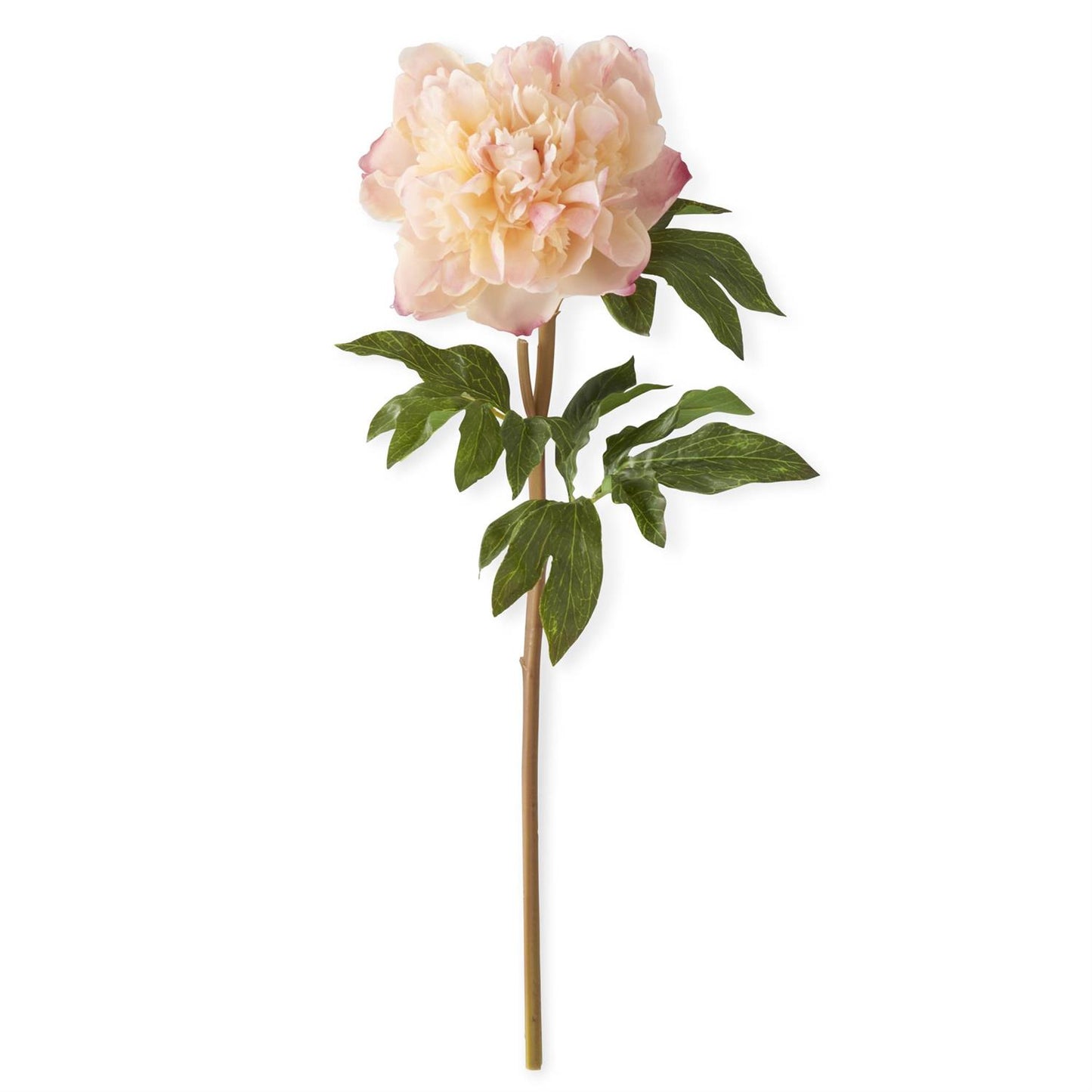 Coral Charm Real Touch Peony Stem 21.5 Inch