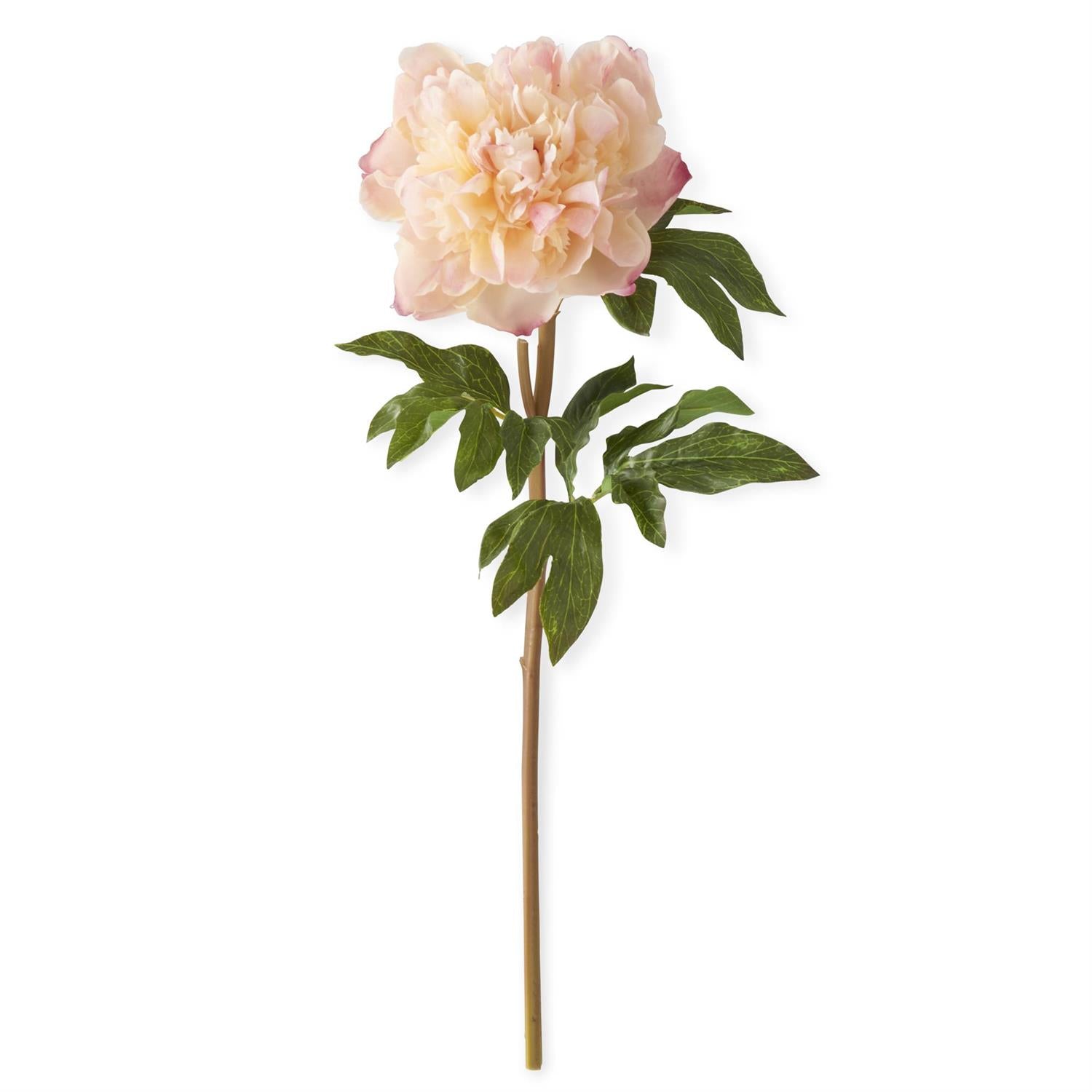 Coral Charm Real Touch Peony Stem 21.5 Inch