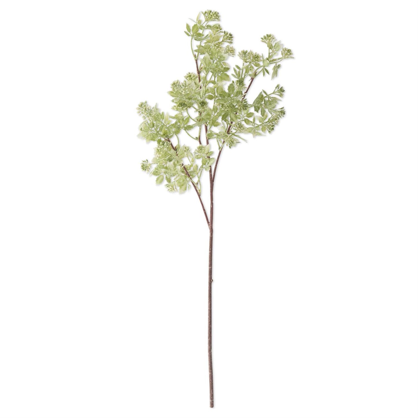 27 Inch Hoary Cress White Bud Spray