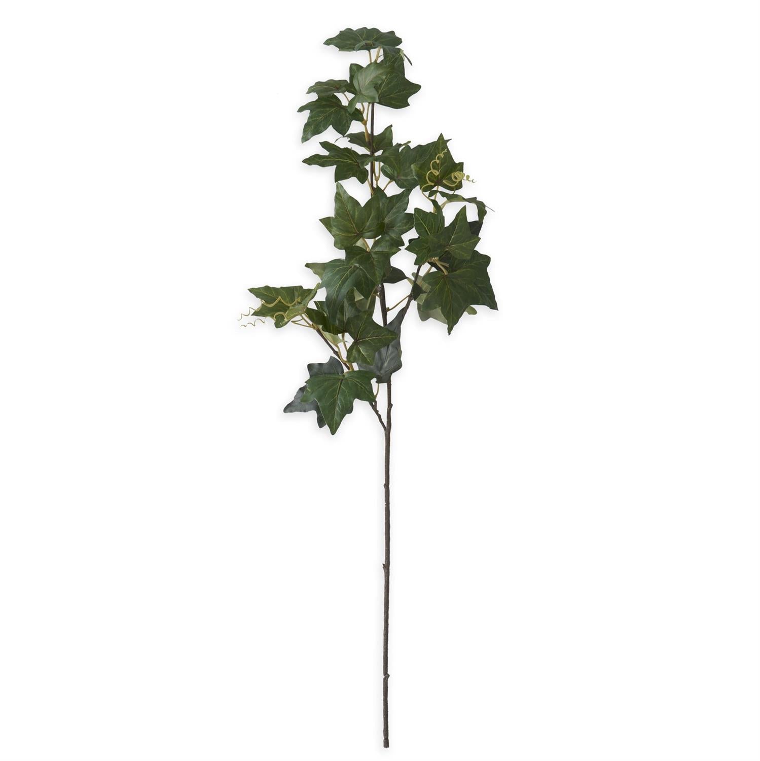 Ivy Spray
