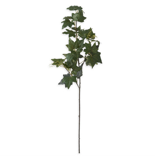Ivy Spray