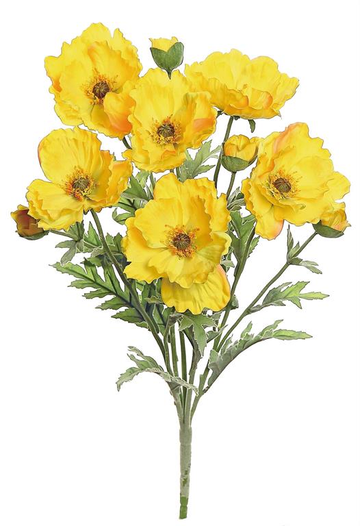 YELLOW POPPY BUSH