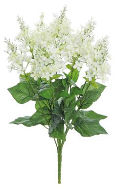 GARDEN LILAC BUSH X9, 21", 5" BLOOM, CREAM/WHITE
