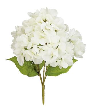 Hydrangea Bush X5 (5 Blooms), 14.5 Inch, White