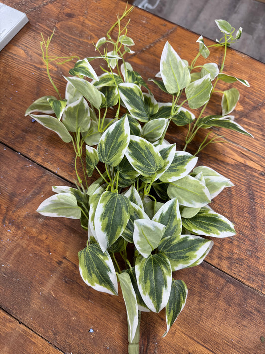 Variegated Vine Hanging Stem