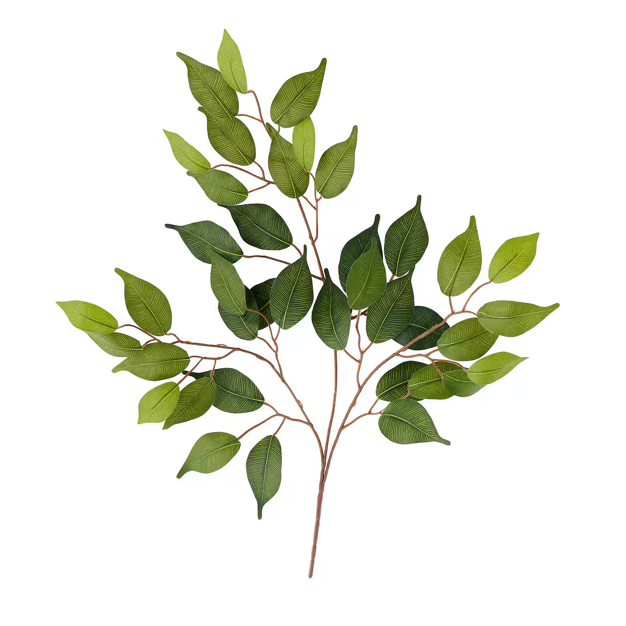 Ficus Spray 23 Inch